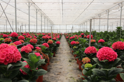 Hasfarm海盛花卉扎根亚太鲜花产业 昆明开始试点种植玫瑰